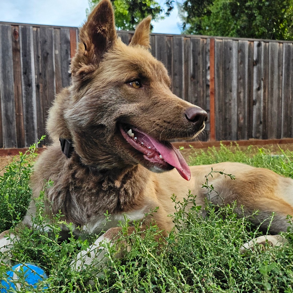 TALA - Mixed Breed (Medium) for adoption in Santa Rosa