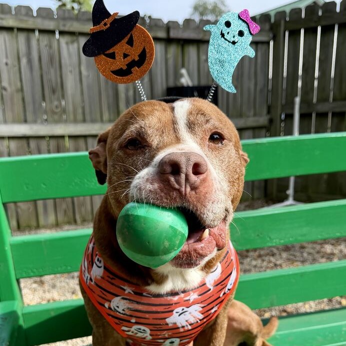 THEODORE - Terrier, Pit Bull / Mixed Breed (Large) available for adoption
