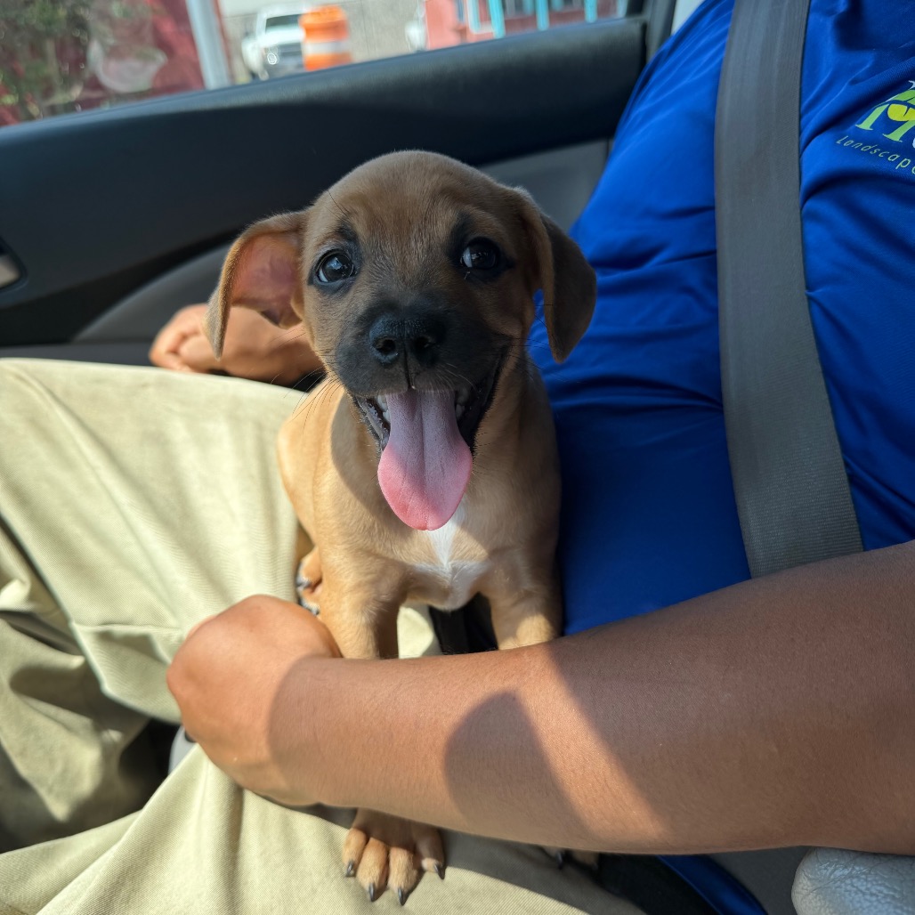 PEARLAND - Mixed Breed (Small) available for adoption