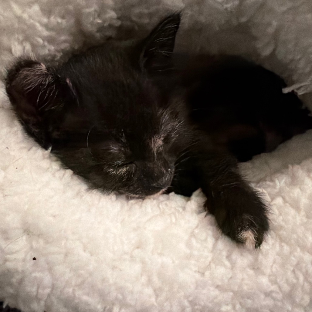 VIXEN (ADOPTION PENDING) - Domestic Shorthair available for adoption