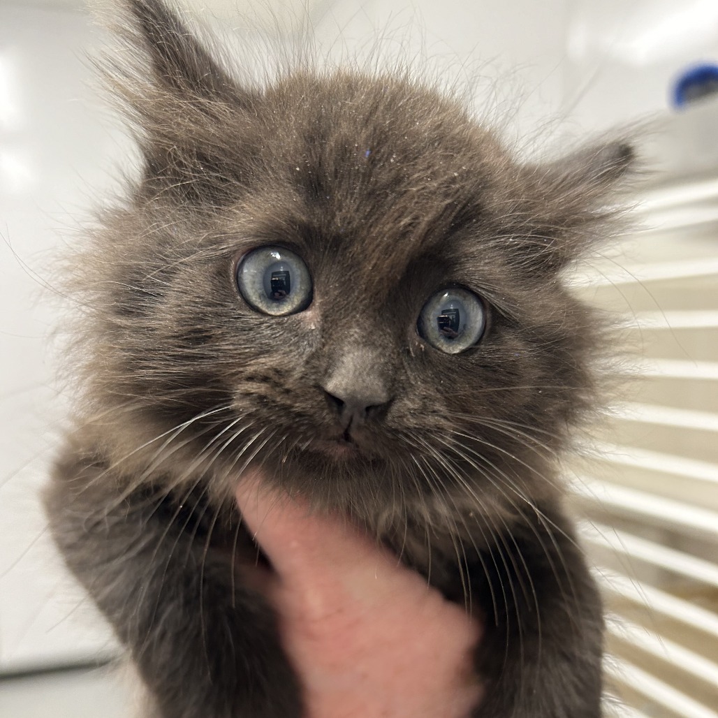 SWIPER - Domestic Medium Hair available for adoption