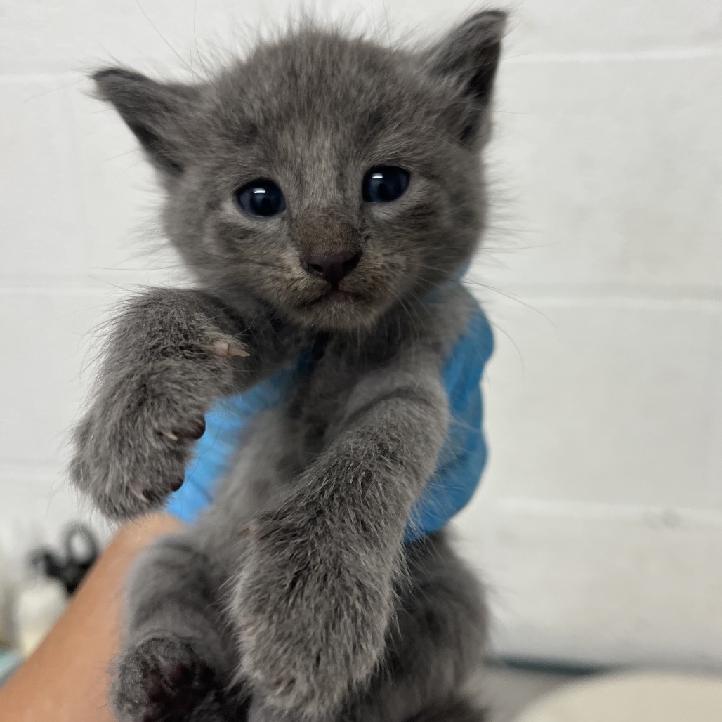 JONAH - Domestic Shorthair available for adoption