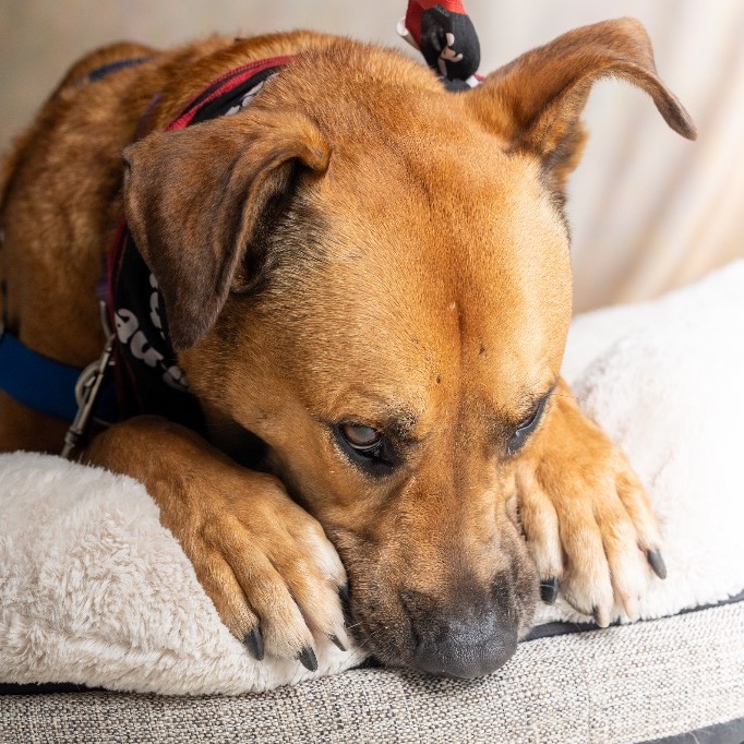 Photo of Angus playing