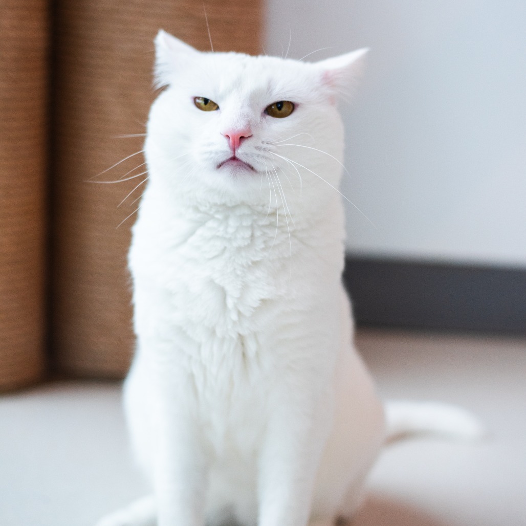 MAYO - Domestic Shorthair available for adoption