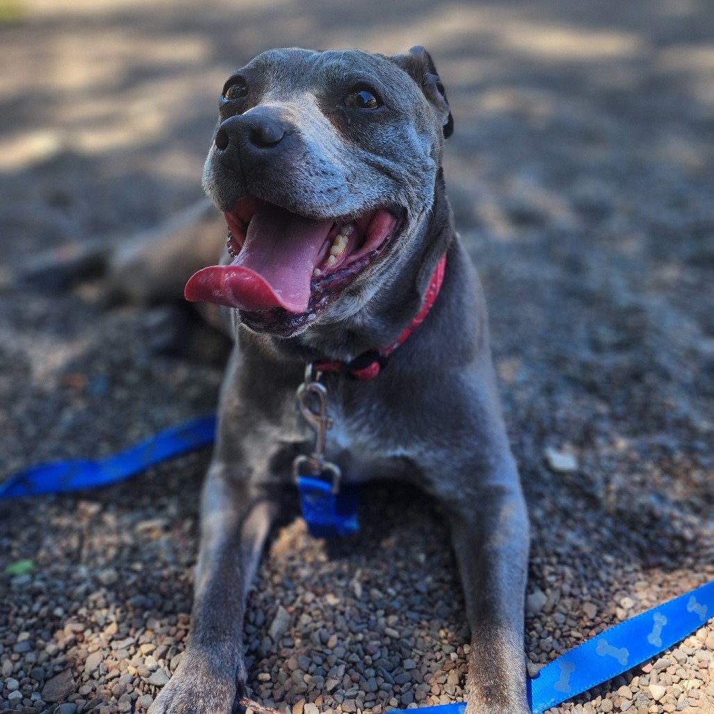 Gia, adoptable senior Terrier, Pit Bull / Mix
