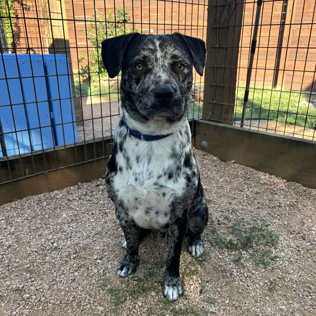 BENJI - Catahoula Leopard Dog / Mix available for adoption