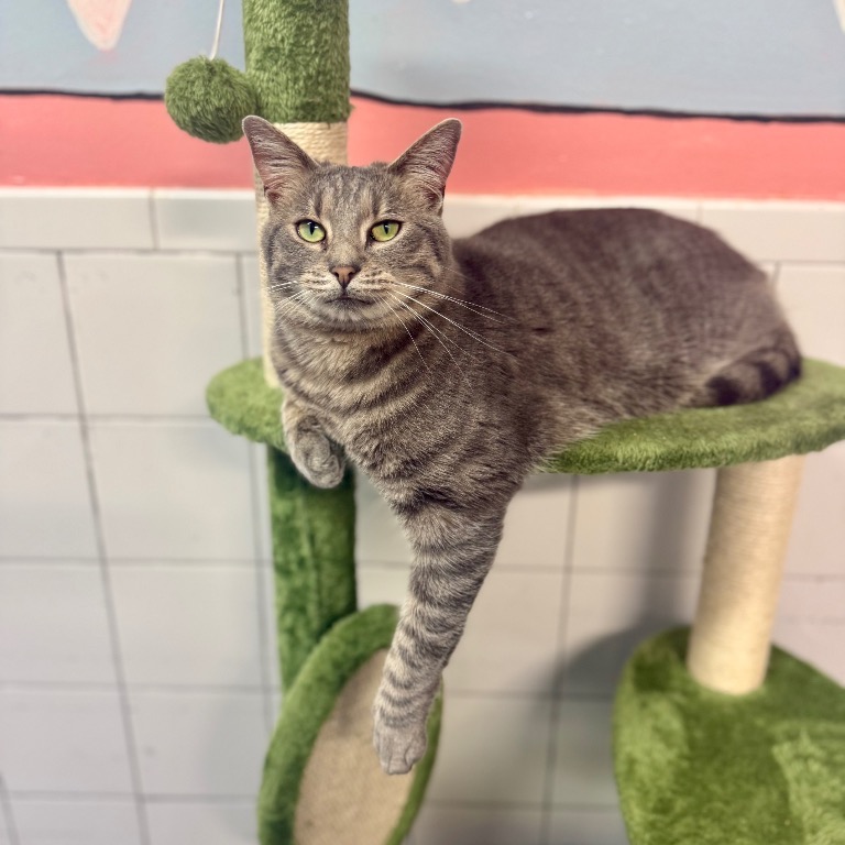 Photo of Avalon playing