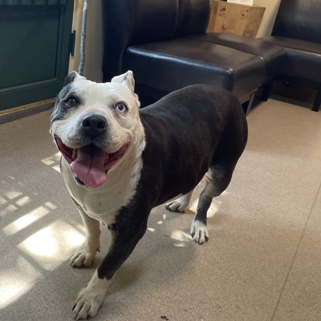 Pit Bull