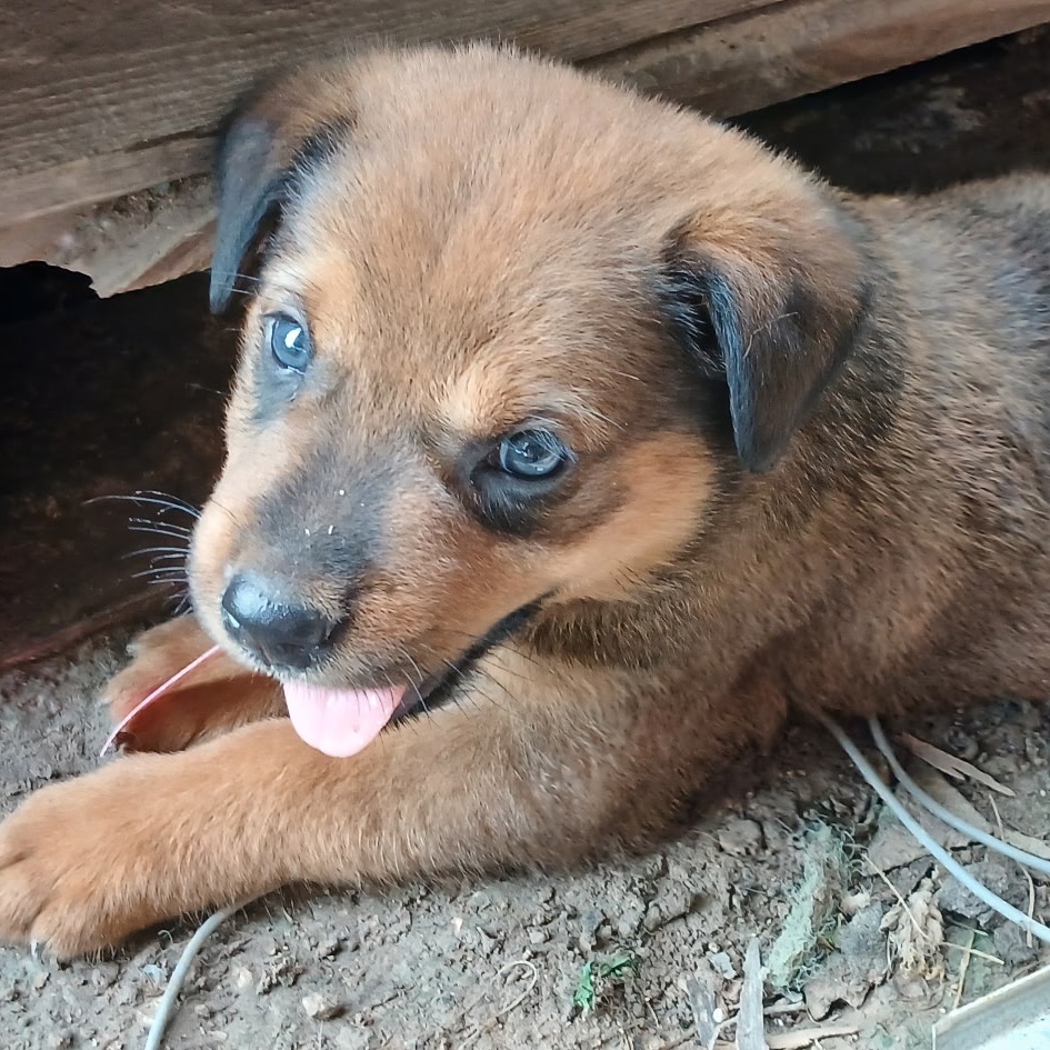 REBEL - Shepherd available for adoption
