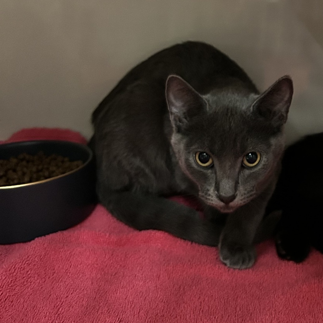 Yin - Domestic Shorthair