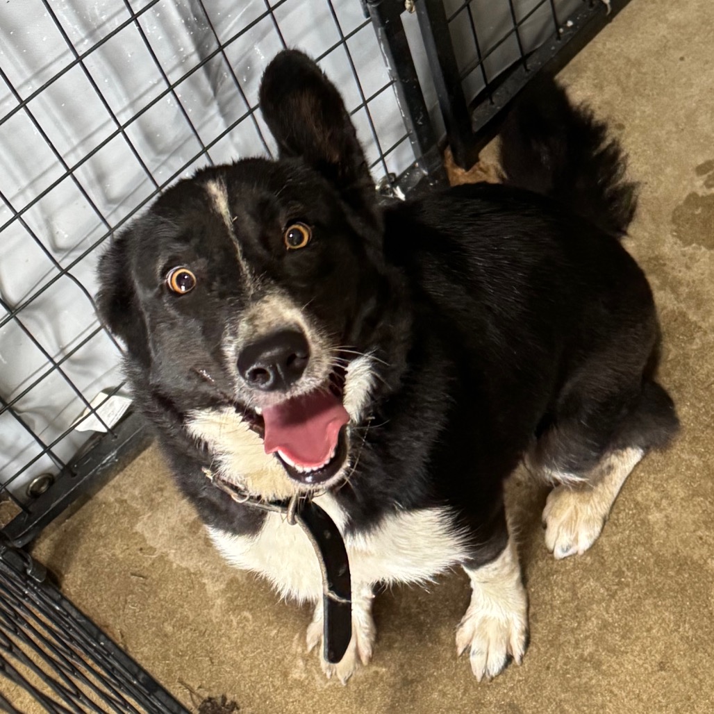 Border Collie