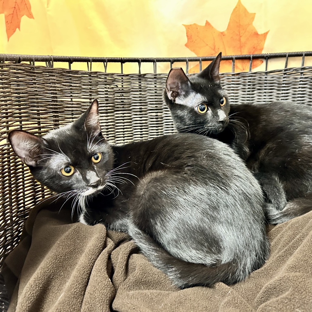 JAFAR - Domestic Shorthair for adoption in Henderson