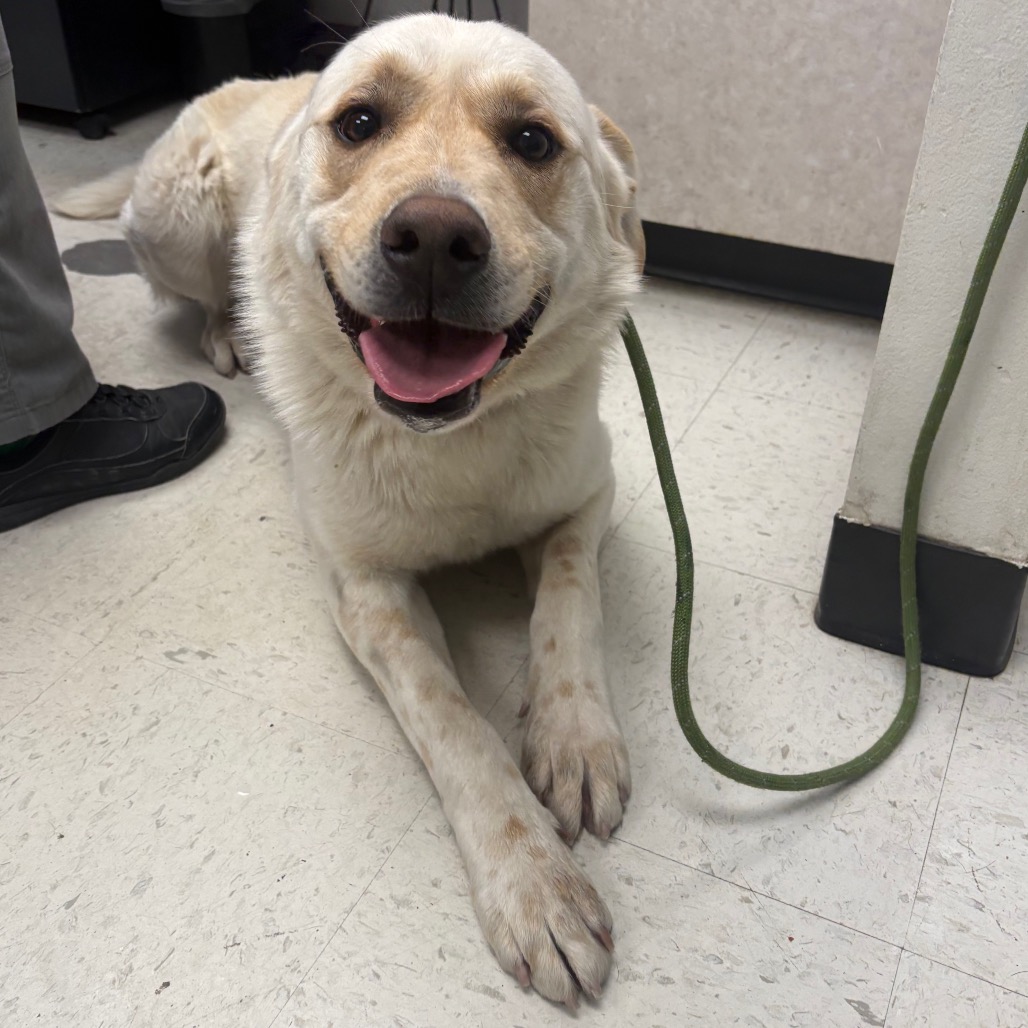 Noble — thumbnail 2