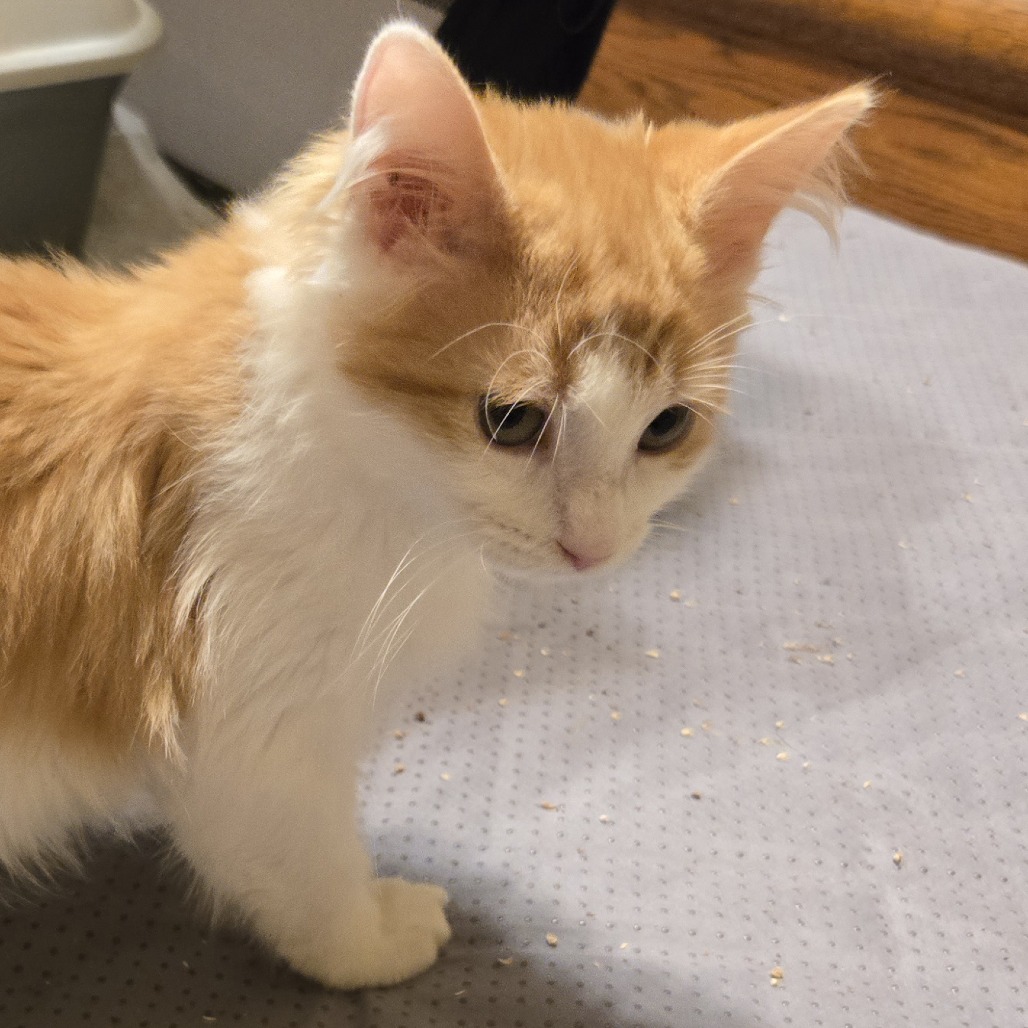 PRISSY - Domestic Longhair available for adoption