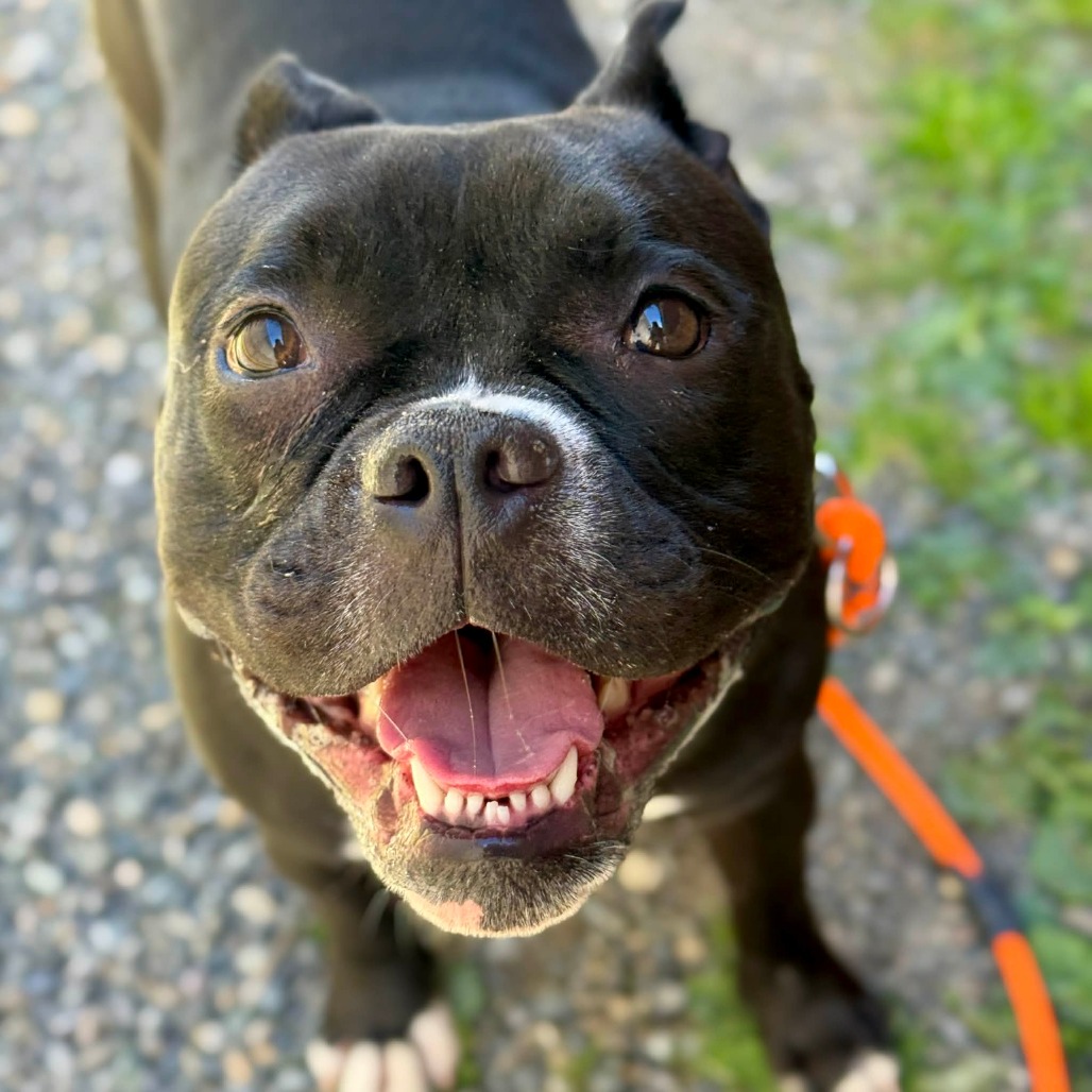 Pit Bull