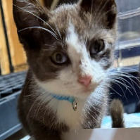 Jack, available for adoption