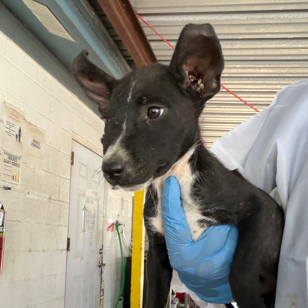 ODDISH - Terrier / Pit Bull available for adoption