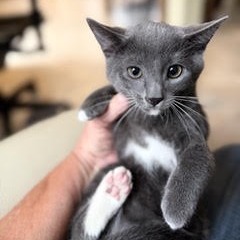 FESTUS - Domestic Shorthair available for adoption