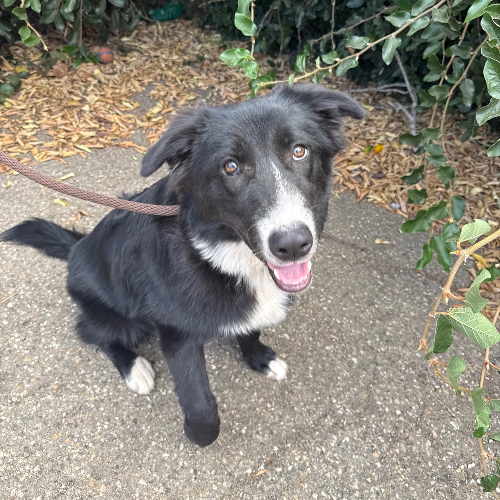 Scout, photo 9