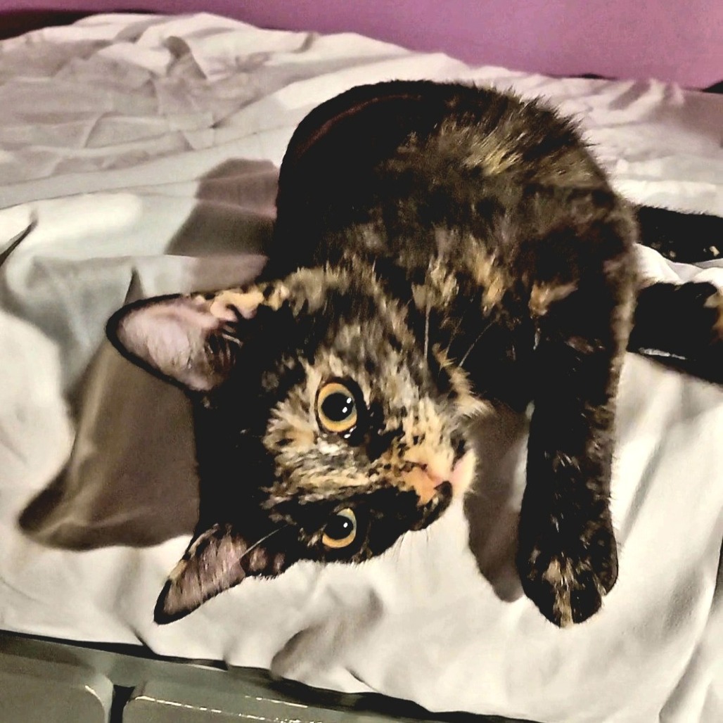 Josie, photo 6