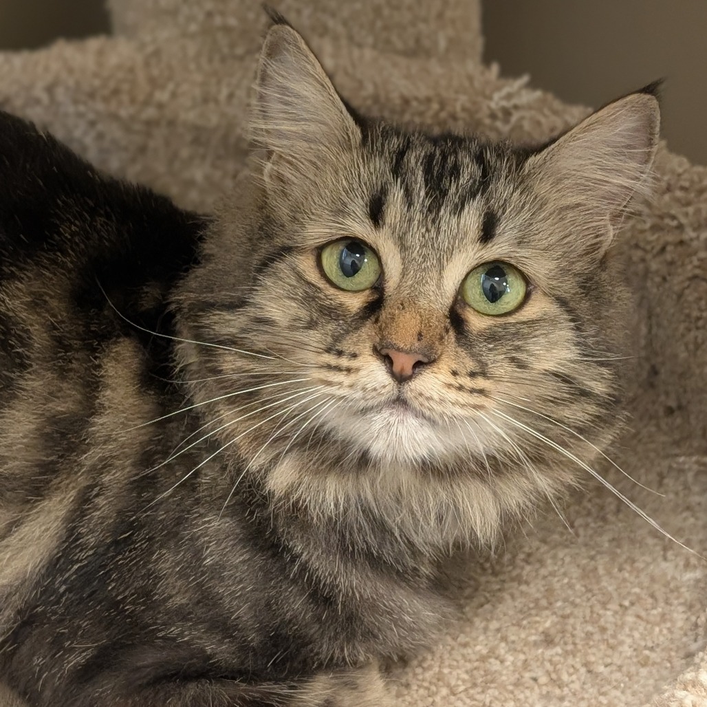 SWEET POTATO - Domestic Longhair available for adoption