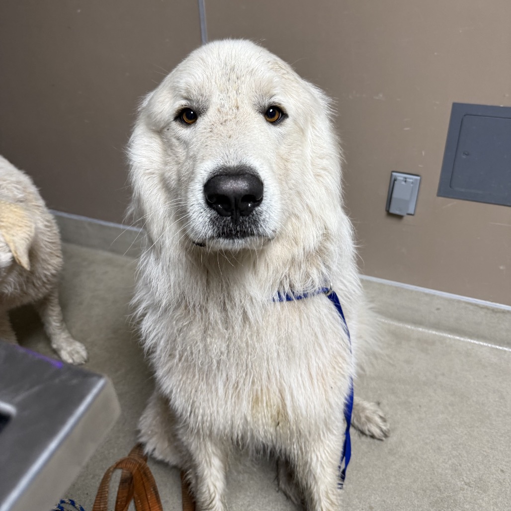 Kennel#17 Alfalfa's preview photo