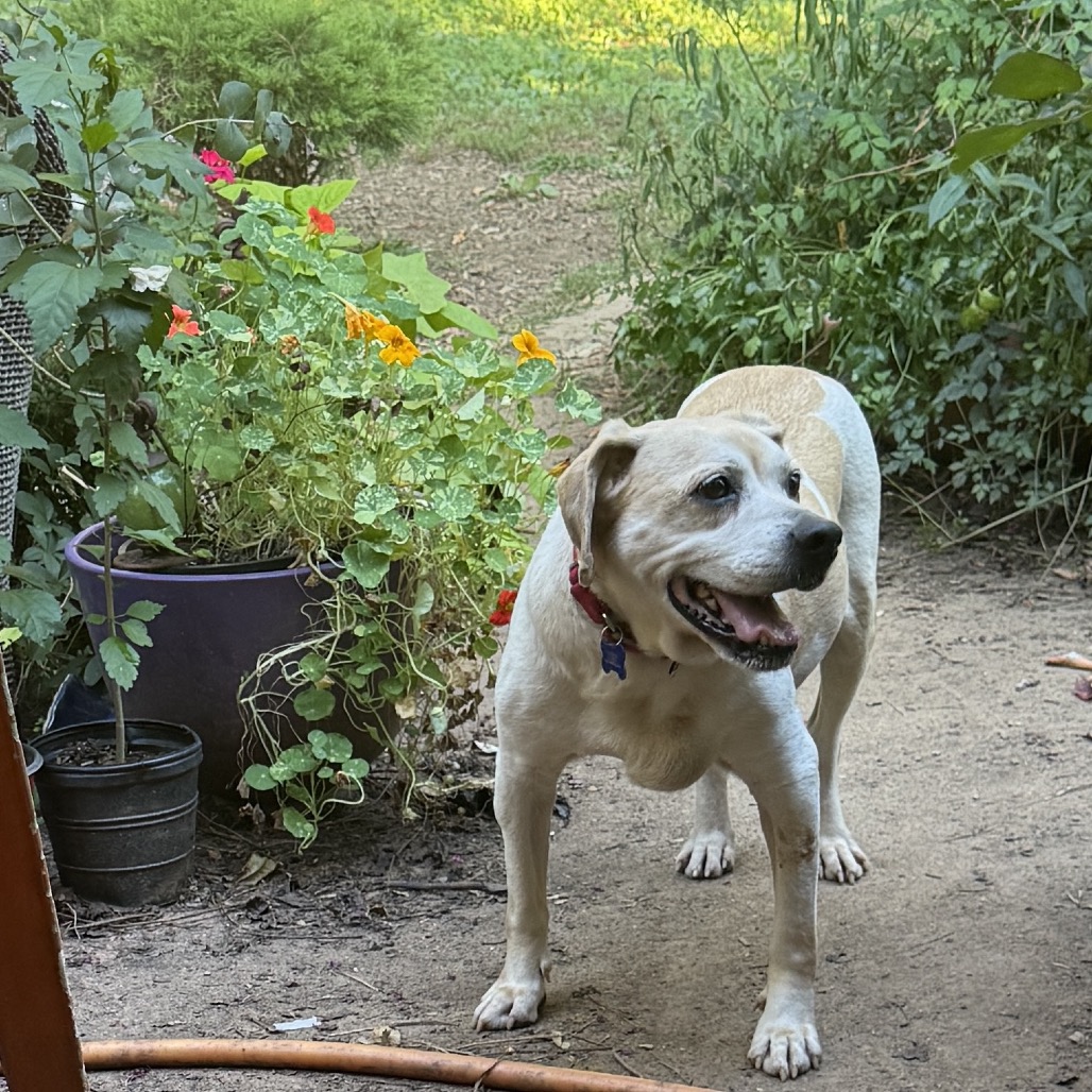 ERNIE - Beagle / Mixed Breed (Medium) available for adoption