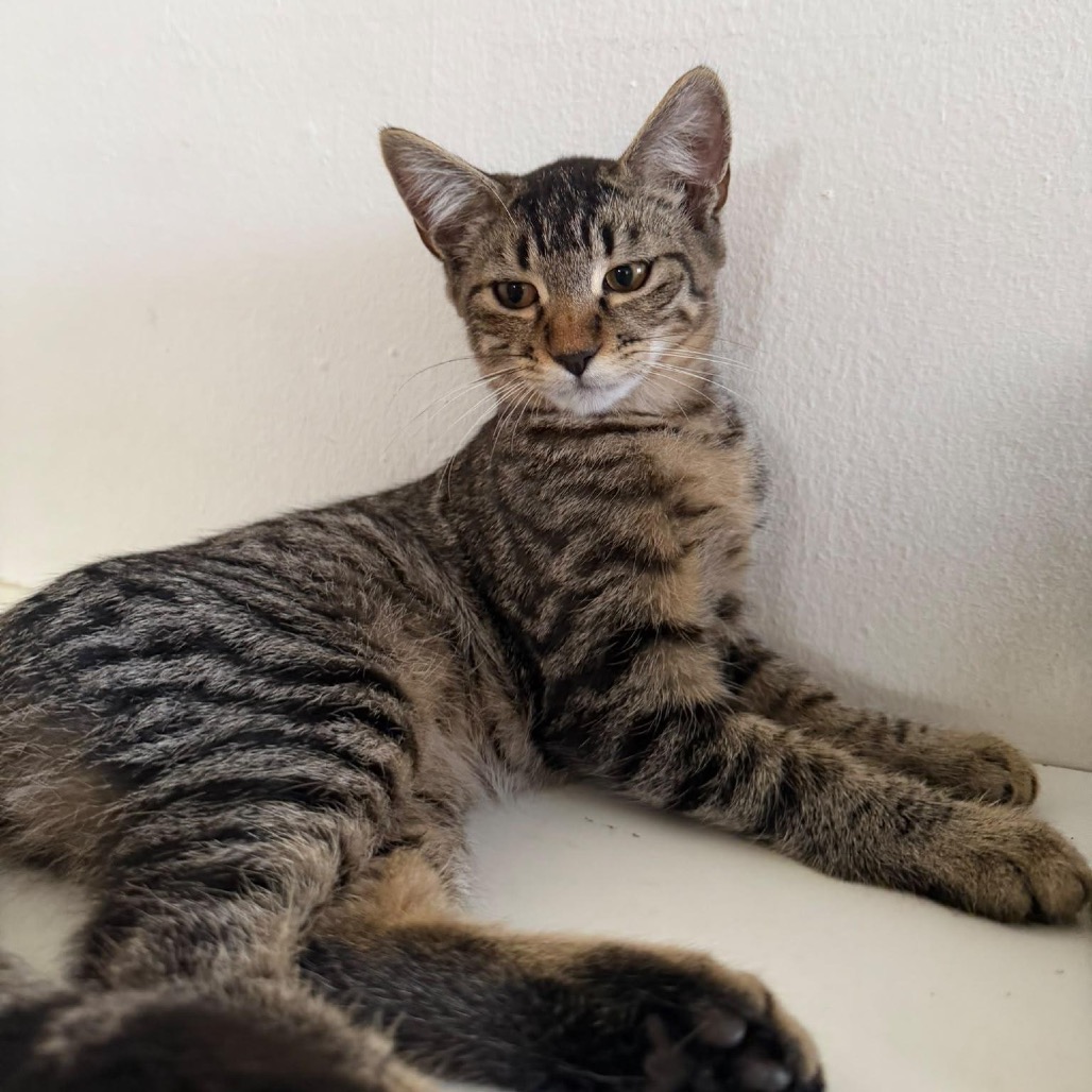 LIMA - Domestic Shorthair available for adoption