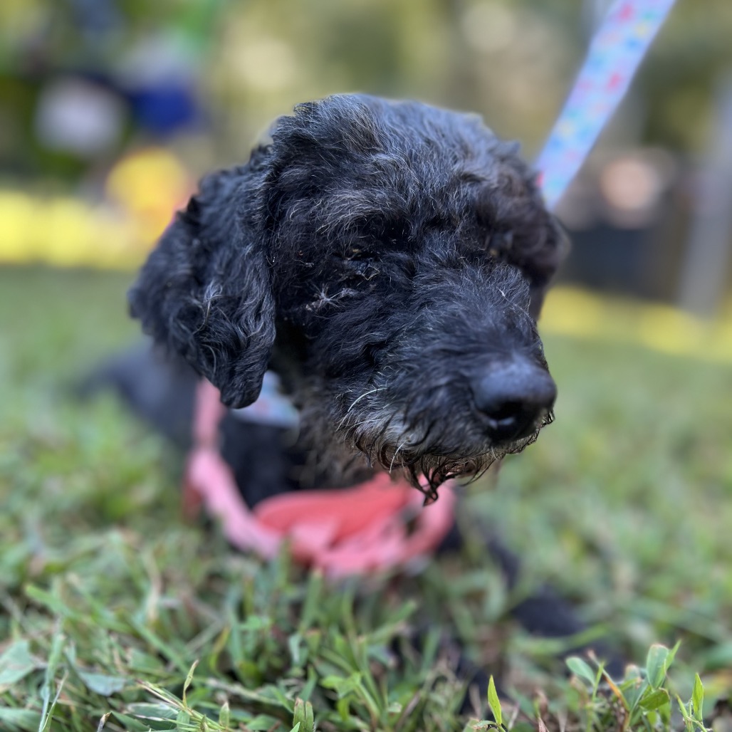 Willow (Whoopie), photo 8