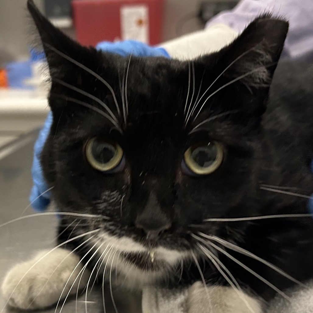 Rhoda — thumbnail 2