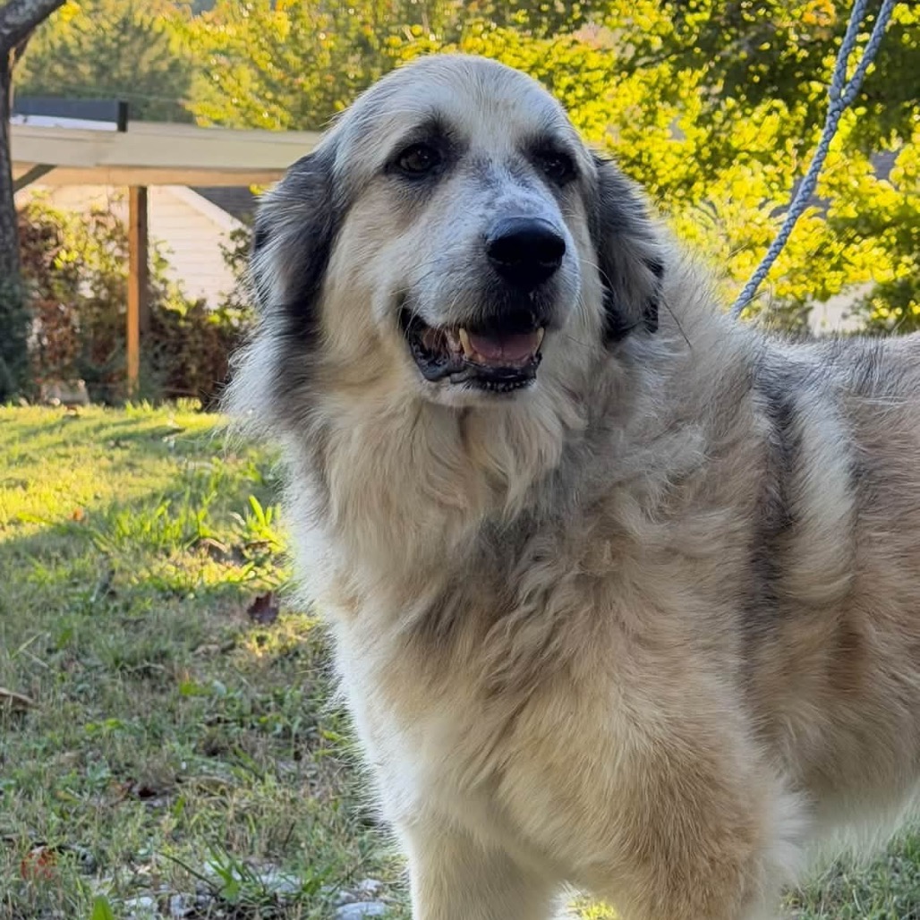 Vashti, an adoptable Pyrenees, Great/Shepherd, Anatolian