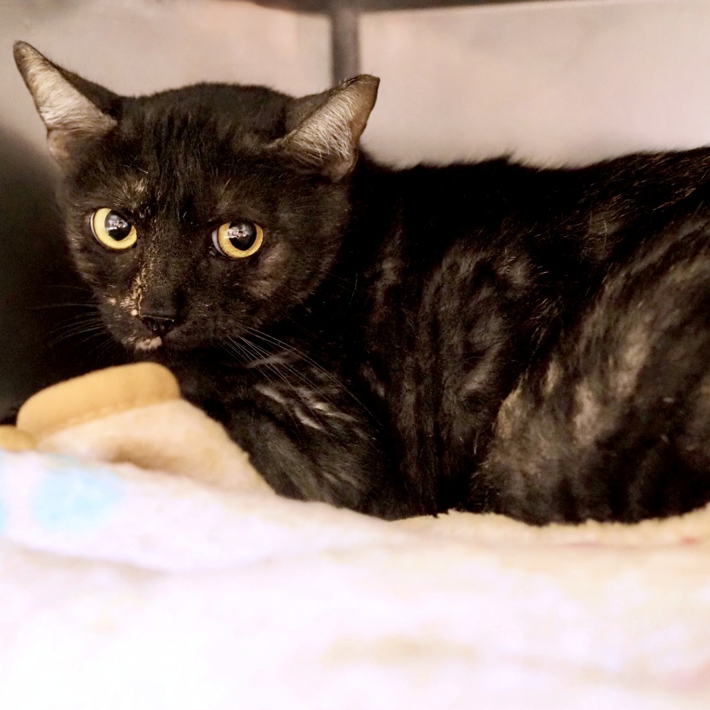 Princess Emily — thumbnail 2