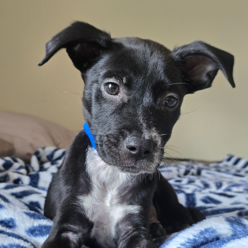 Juno