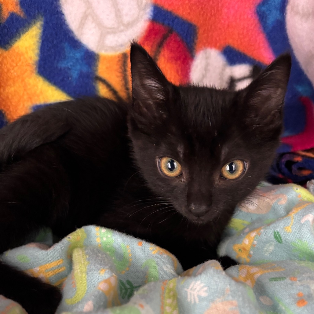 Pastrami the Cat