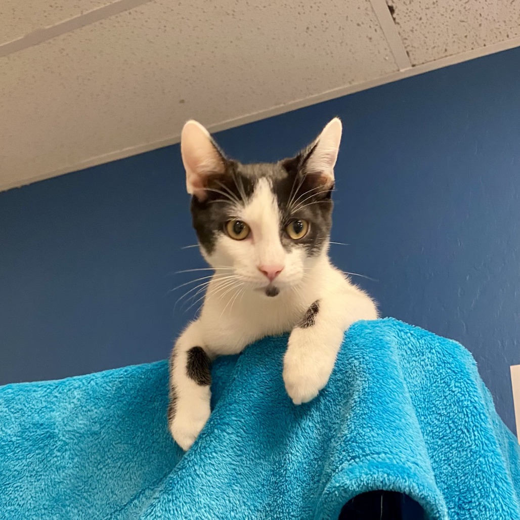 Enoki: Male 4 Domestic Shorthair