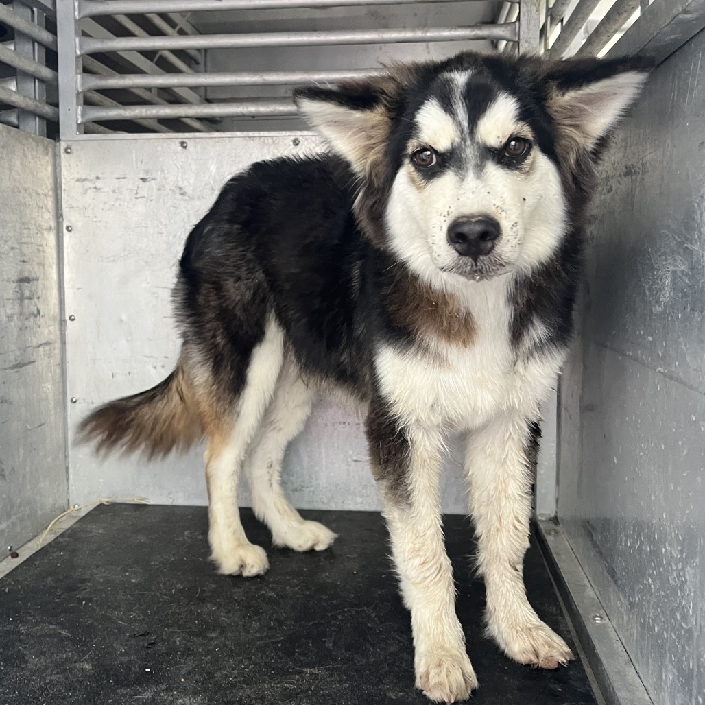 ICE KING - Husky / Mixed Breed (Small) available for adoption