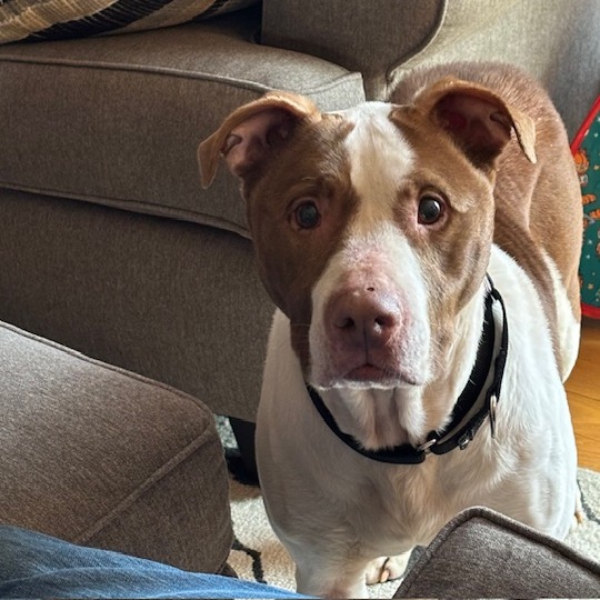 Zinger — thumbnail 3