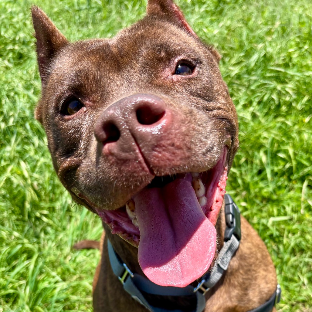 Laurel, adoptable senior dog