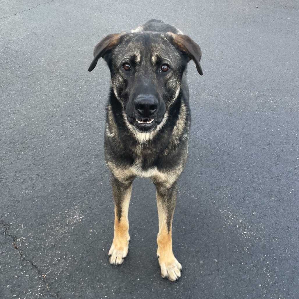 RANGER - Shepherd / Mixed Breed (Large) available for adoption