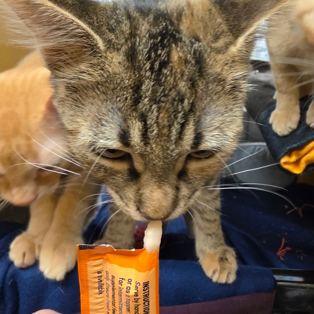 ABBY, photo 23