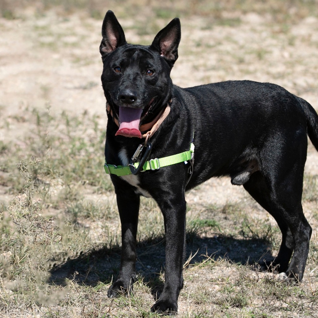 SAM (S26-25) - Retriever, Labrador / Mixed Breed (Large) available for adoption