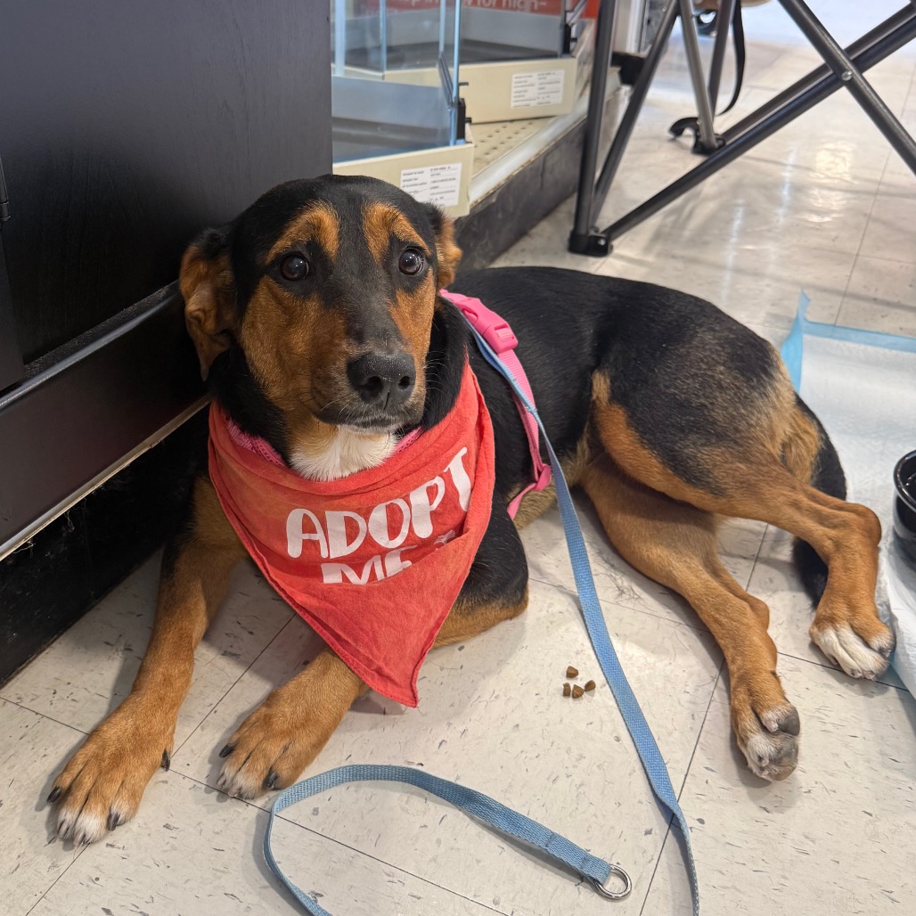 CONCHITA - Shepherd available for adoption