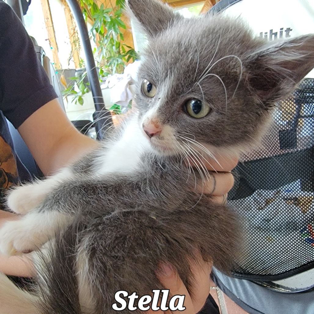 Stella