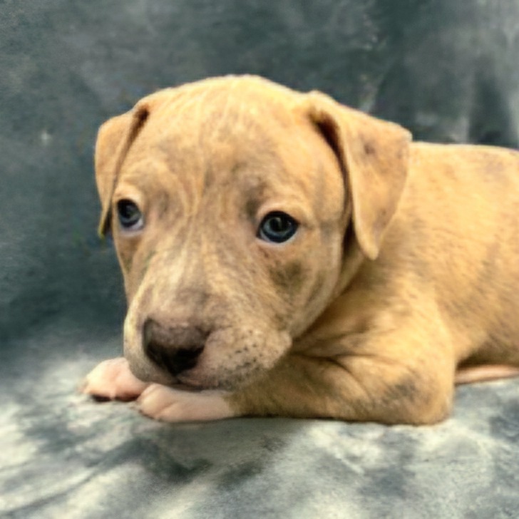 Miami Puppy - Sunshine, photo 4