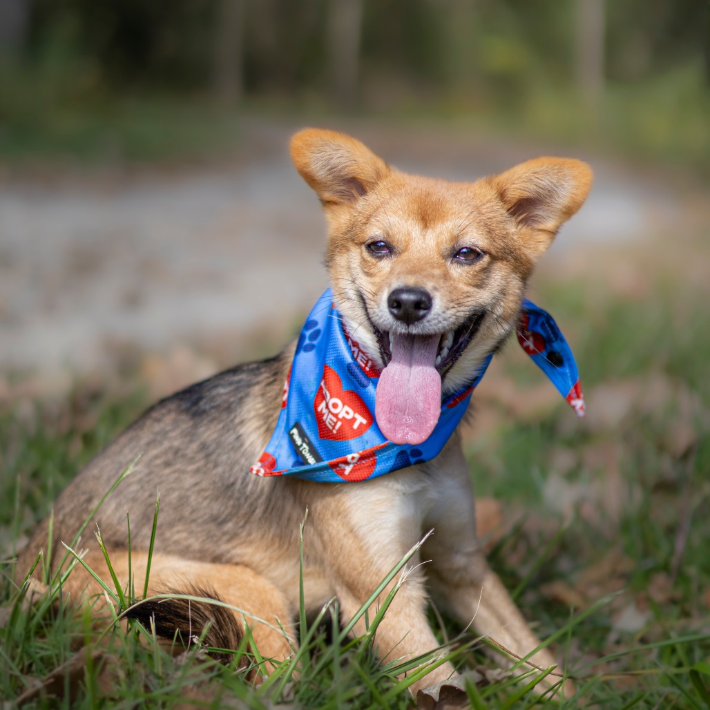 Korean Jindo