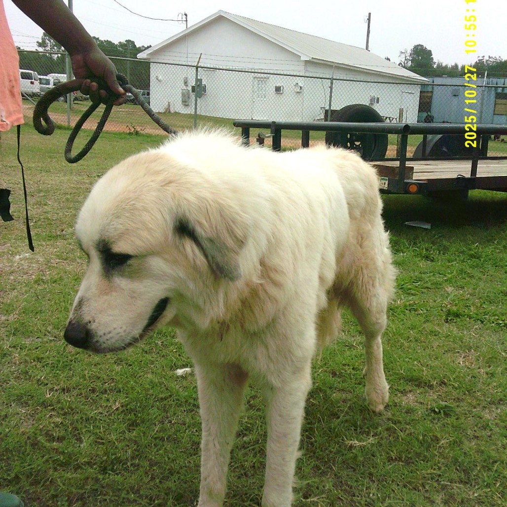 Marlow, a Pyrenees, Great / Mixed Breed (Large)