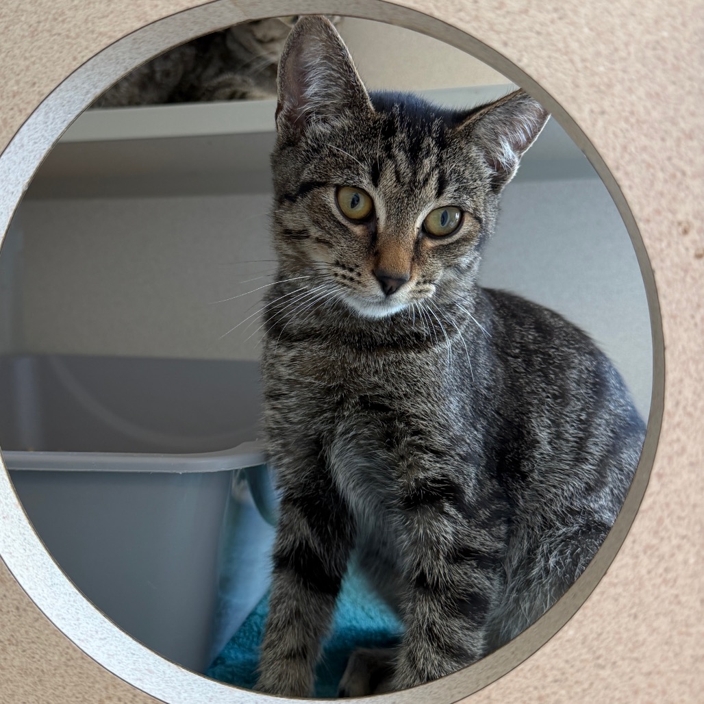 Keroppi - Domestic Shorthair