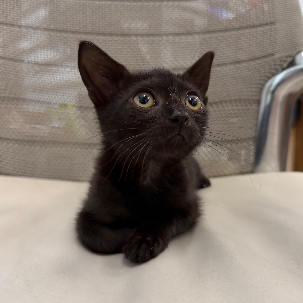 DEANESE - Domestic Shorthair available for adoption