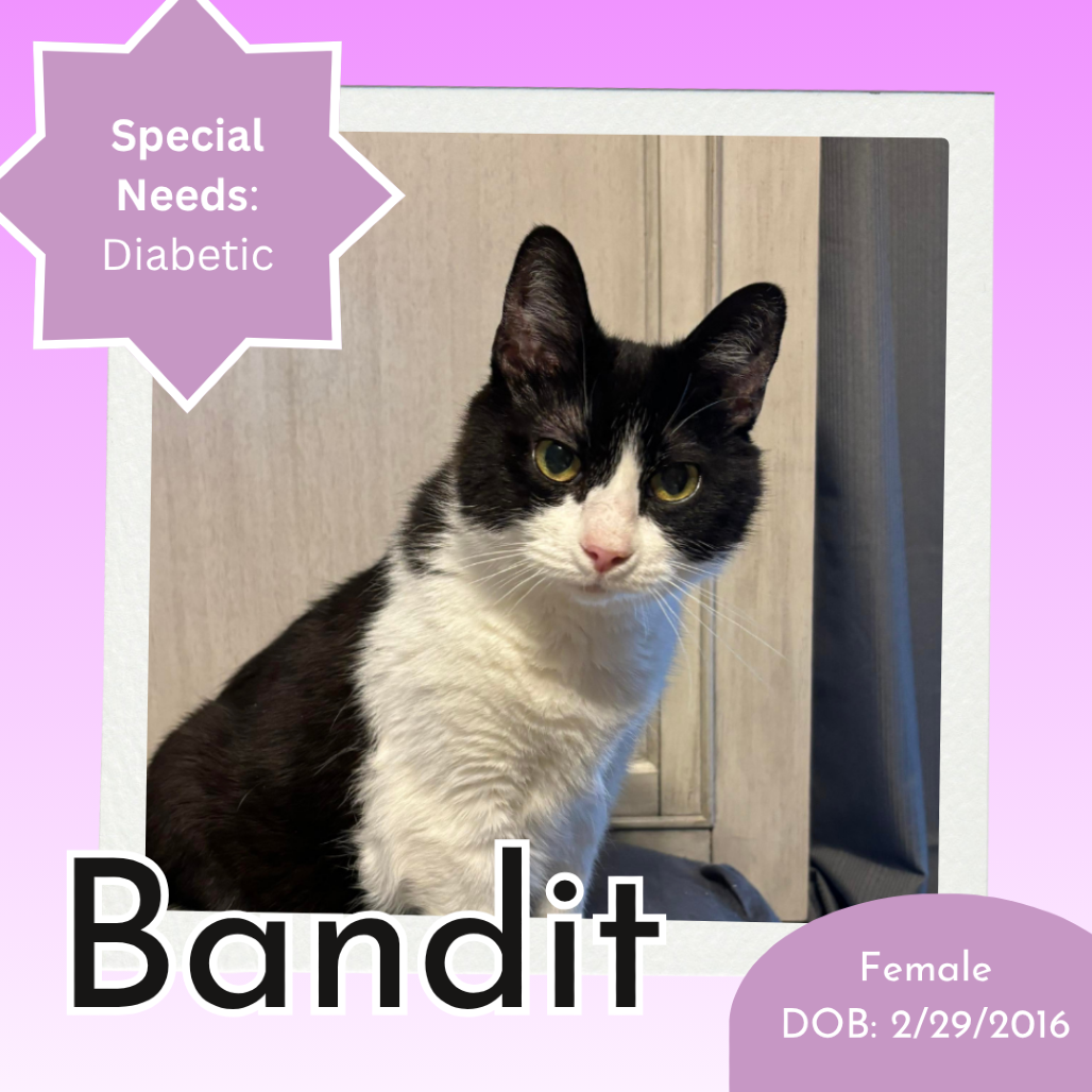 Bandit