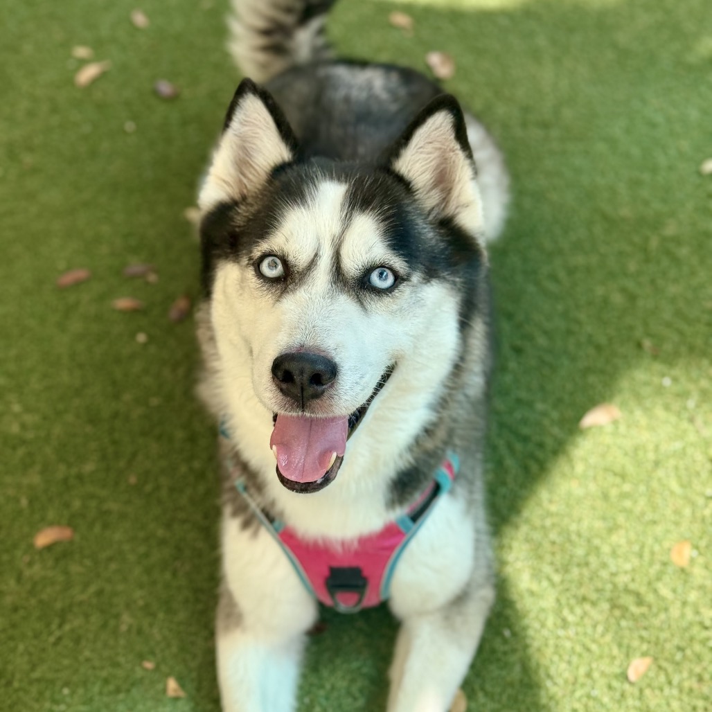 Full body shot of Rosie